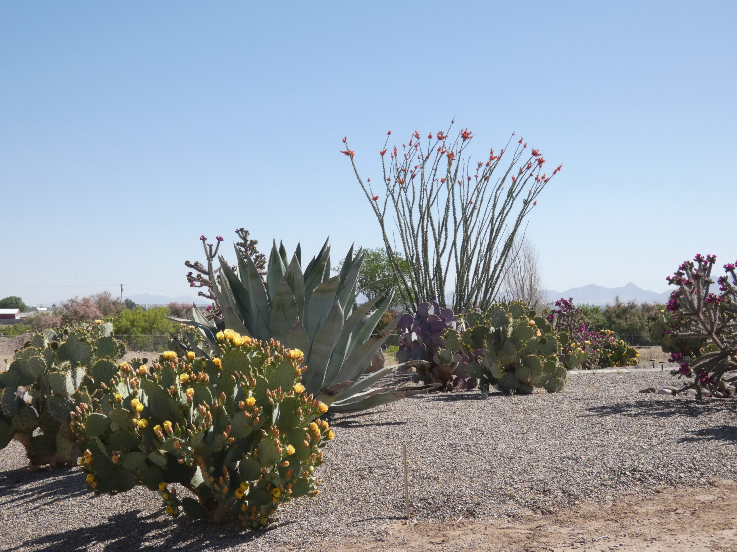 Some common desert plants of the Chihuahuan Desert include prickly pear cactus, ocotillo, and agave.