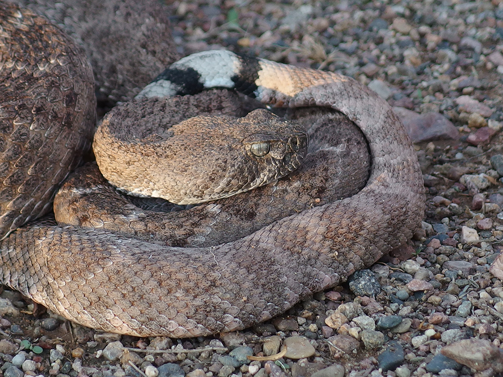 diamondback rattle snake coiled up on a bed of rocks.