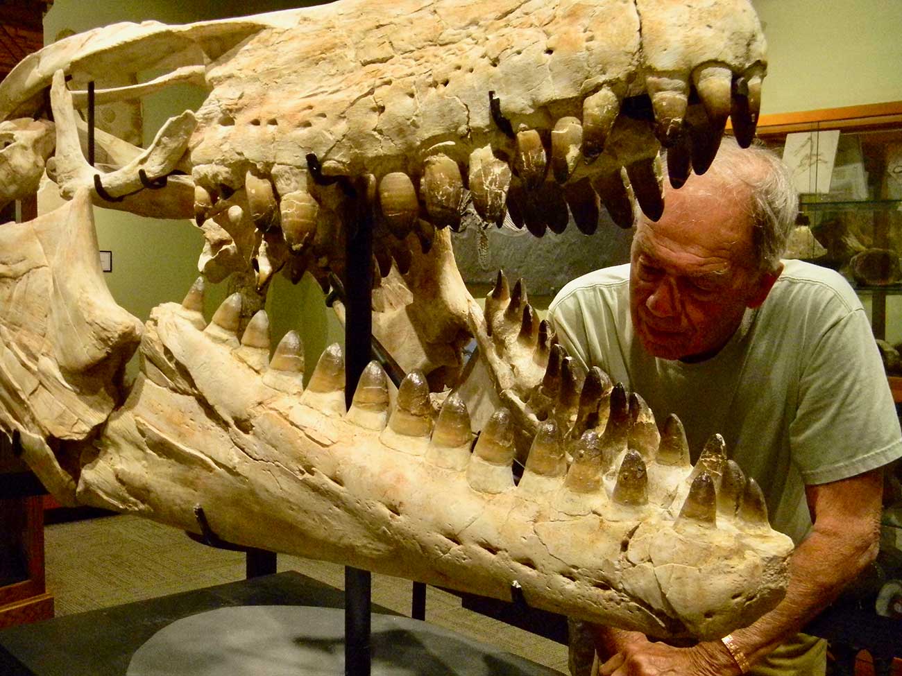 Man working on Monasaurus skull, which is related to the monitor lizard.