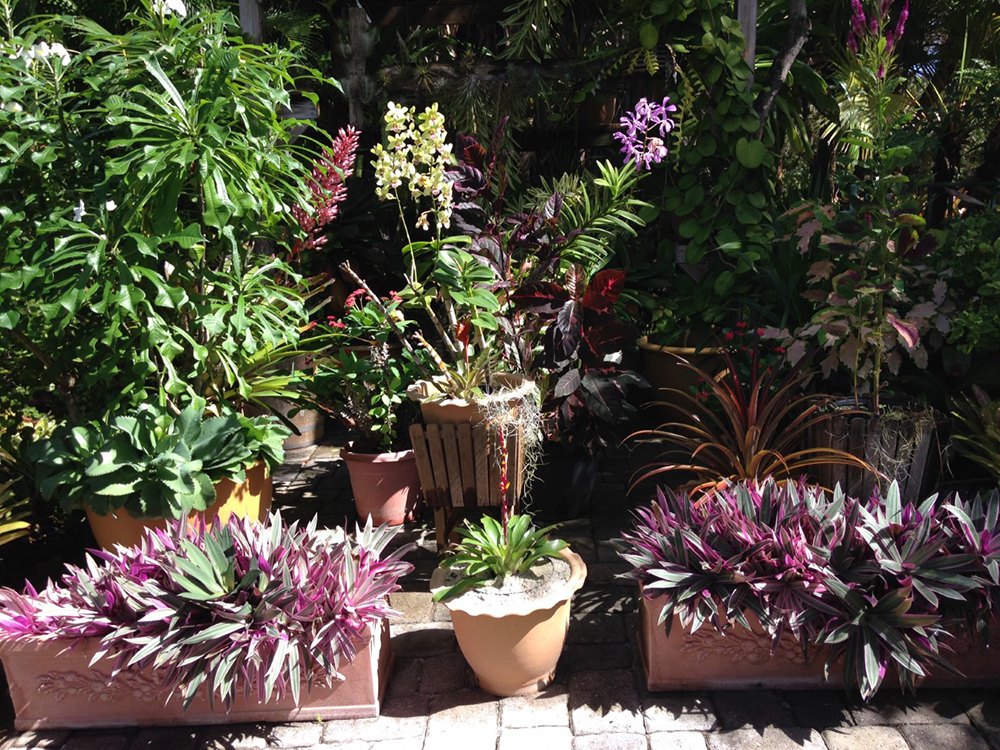 Tropical Plants in Your Desert Garden | Tropical Plants in Containers ...