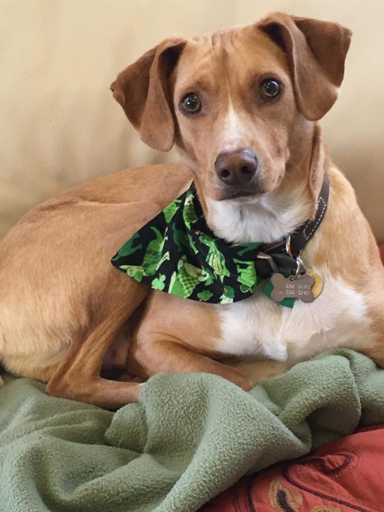 Mixed breed dog.