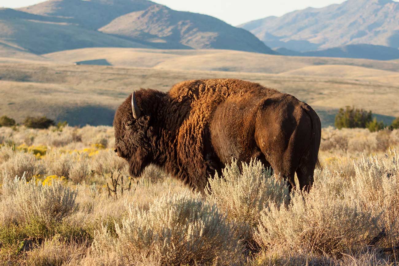 Bison at Ted Turner's Ladder Ranch. Photo by Ken Stinnett.