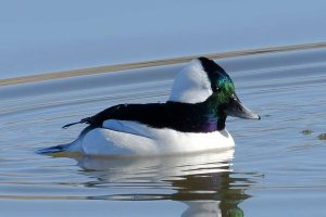 Bufflehead floating in the waters of New Mexico.