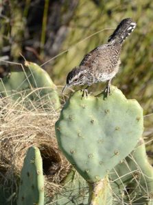 Cactus Wren Nest
