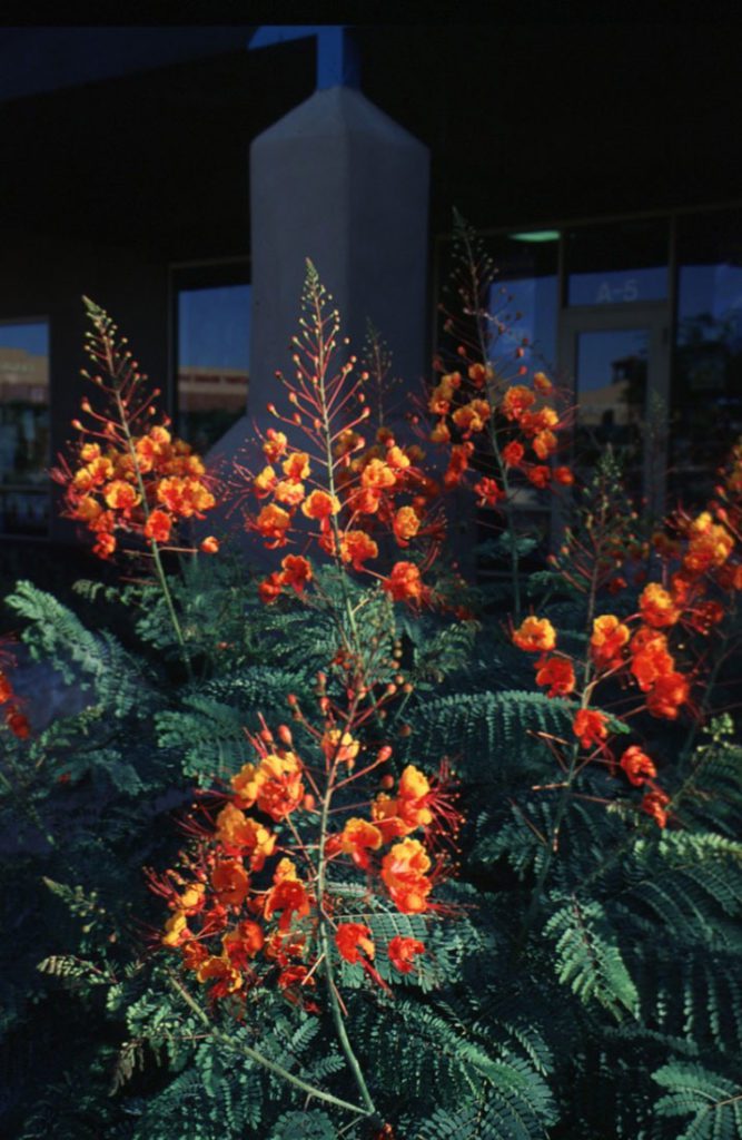 blooms from a "Mexican bird of paradise" plant 