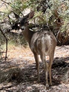 A Coues' White-tailed deer looking at the photographer.