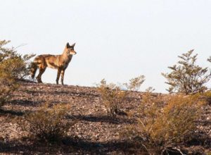 Coyotes are among the wildlife that can be seen in and around Las Cruces.