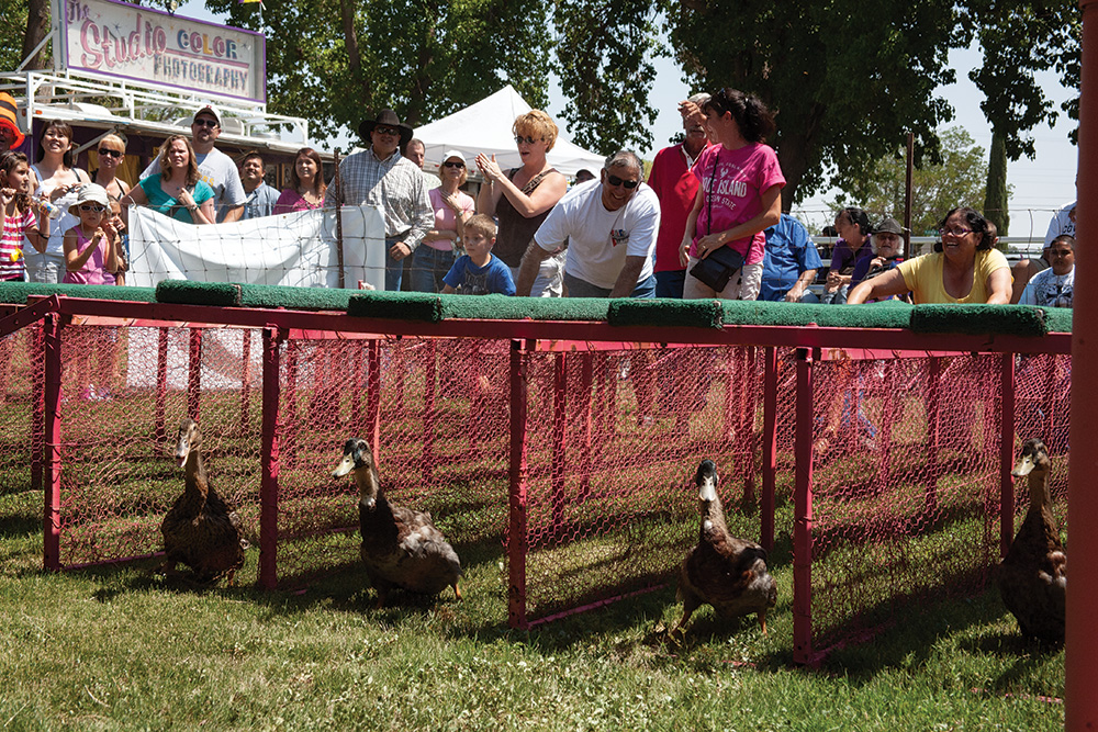 deming duck races new mexico bucket list
