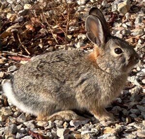 Desert cottontails are among the most commonly seen wildlife in and near Las Cruces, New Mexico.