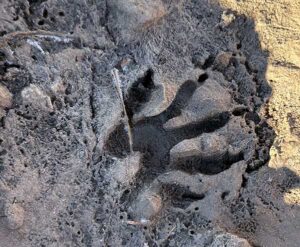 The footprints an animal leaves behind let you know they've been there.