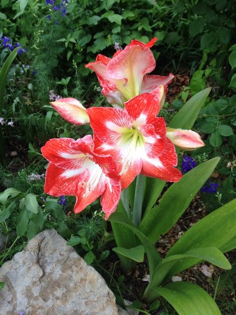 Amaryllis flower