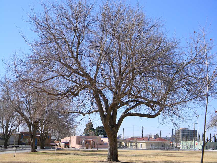 A tree in Klein Park, the location where a drawing was held for home lots when Las Cruces was founded, an important moment in Las Cruces history.
