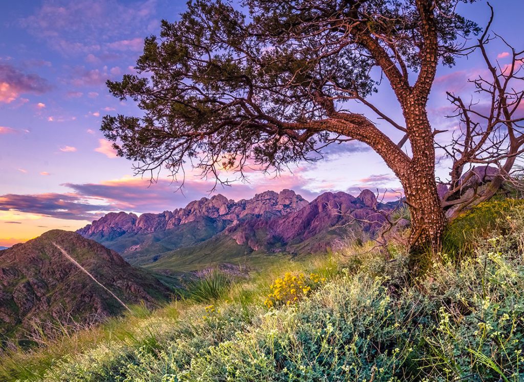 Las Cruces Landscape of purple mountains and a healthy tree. Hiking in the Organ Mountains, shown in the background, is just one of the fun things to do in Las Cruces.