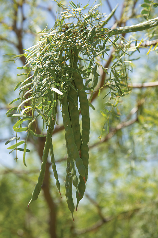 Mesquite Honey Locust seed pods