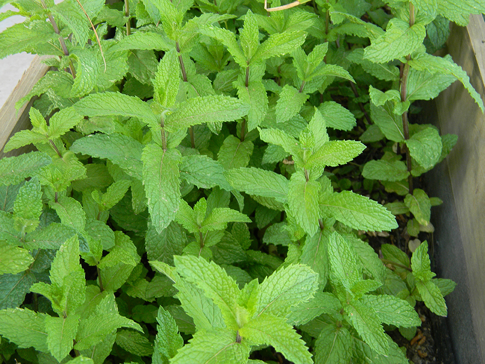 mint leaves in a garden
