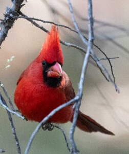 A bright red Northern Cardinal looking toward the camera.