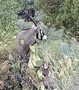 Oryx were introduced from Africa and have thrived.