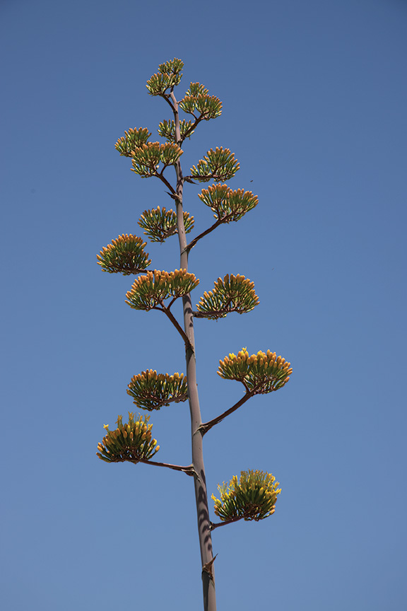 Perry's Agave