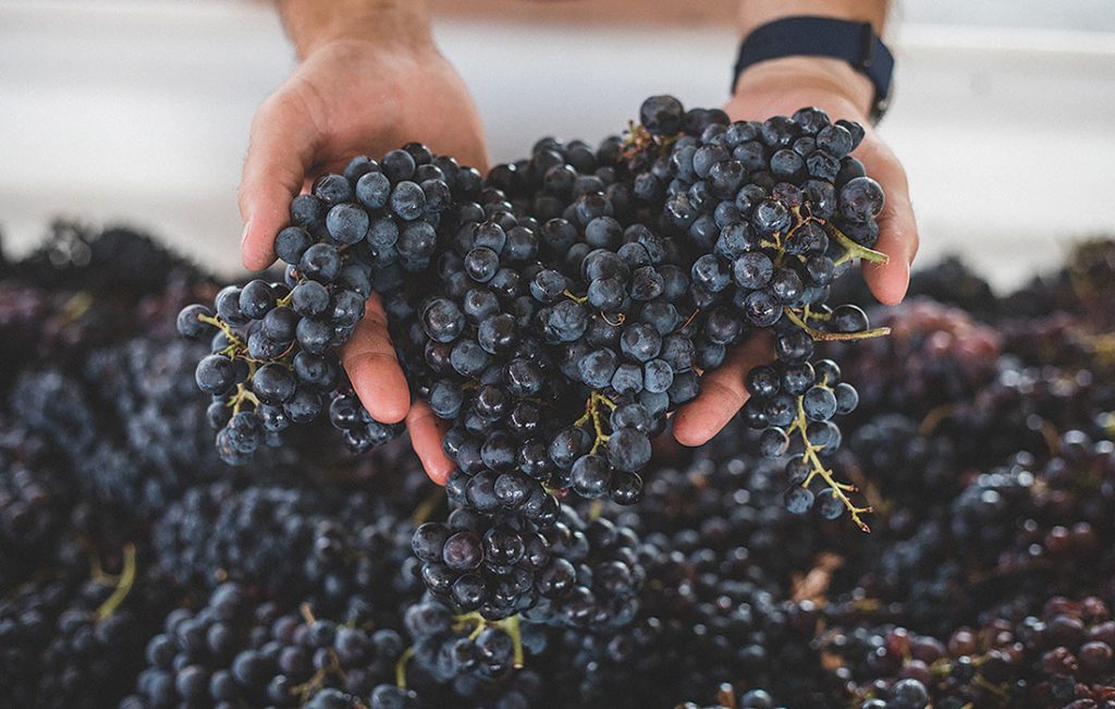 a hand full of freshly picked grapes ready to be made into Rio Grande Winery Wine