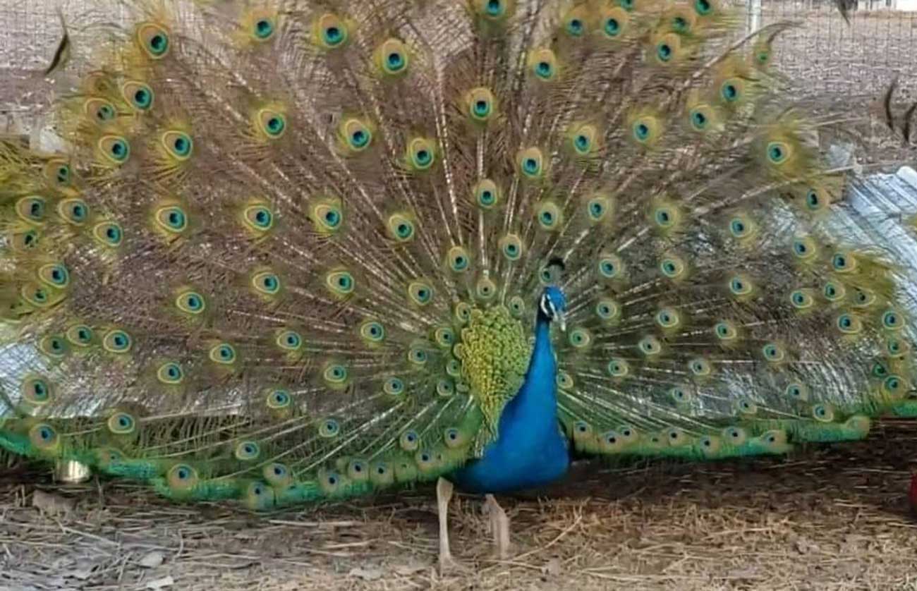 Male peacock displaying feathers.